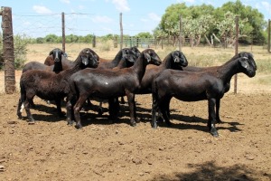 12X MEATMASTER EWE (Pay per Animal to take all in lot)