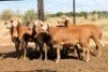6X MEATMASTER EWE (Pay per Animal to take all in lot) - 3