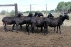 8X MEATMASTER EWE (Pay per Animal to take all in lot) - 2