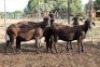 4X MEATMASTER EWE (Pay per Animal to take all in lot) - 2