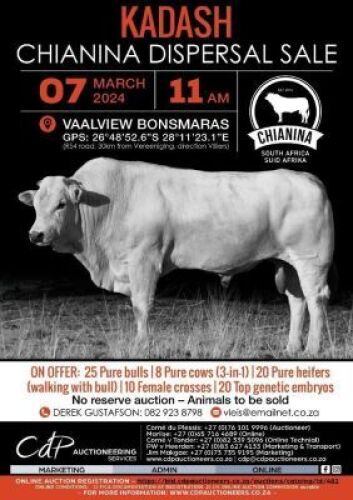 5X &nbsp;CHIANINA &nbsp;EMBRYO&nbsp;(Gelato & Pascia) Kadash Chianinas (Pay per straw)