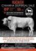 5X &nbsp;CHIANINA &nbsp;EMBRYO (Gelato, Pascia & Netto) Kadash Chianinas(Pay per straw)
