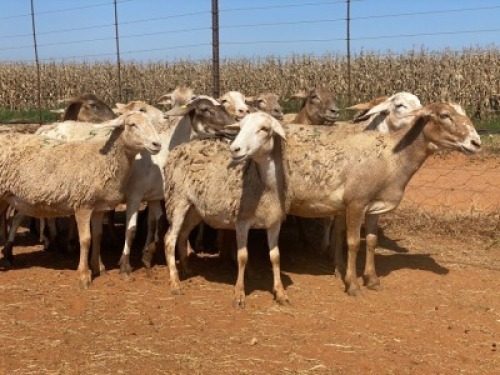 15X OOI/EWE Bont Bruin (Betaal per stuk om lot te neem)