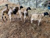LOT 50 - 6 X  (F)  SHEEP X  LANIE KRUGER  (PER STUK OM LOT TE NEEM/PER PIECE TO TAKE THE LOT)