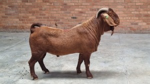 1X KALAHARI RED MALE HANRU MAREE