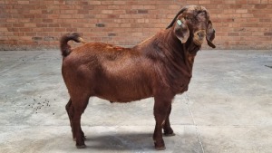 1X KALAHARI RED MALE TIELMAN N