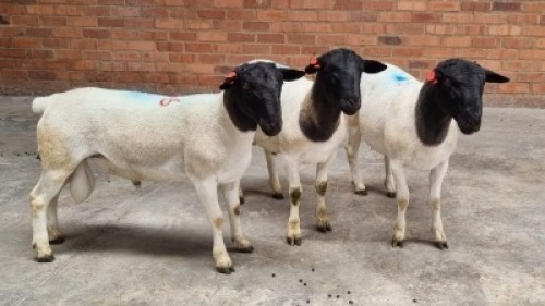 3X DORPER MALE ADRIAAN FOURIE