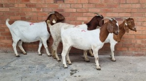 4X BOERBOK FEMALE CVN BOERDERY