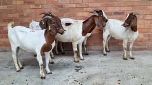 5X BOERBOK FEMALE CVN BOERDERY