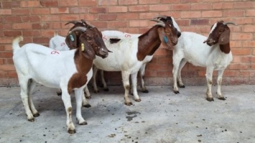 5X BOERBOK FEMALE CVN BOERDERY