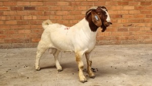 1X BOERBOK MALE GLO BOERDERY