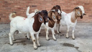 4X BOERBOK MALE GLO BOERDERY