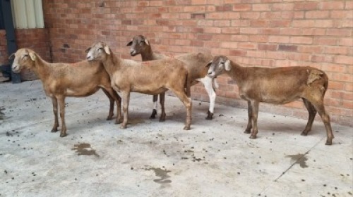 4X MEATMASTERS FEMALE MC