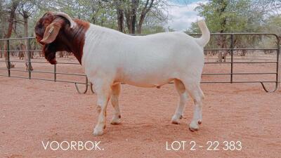 WITHDRAWN - 1X BOER GOAT FLOCK BUCK VOORBOK