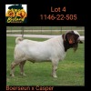 1X BOER GOAT STUD BUCK BOSLAND BOERDERY