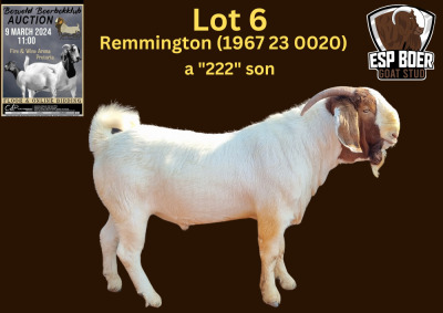 WITHDRAWN - 1X BOER GOAT BUCK ESP BOERBOK STOET