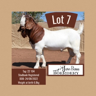 WITHDRAWN - 1X BOER GOAT BUCK JOHN BOTES BOERDERY