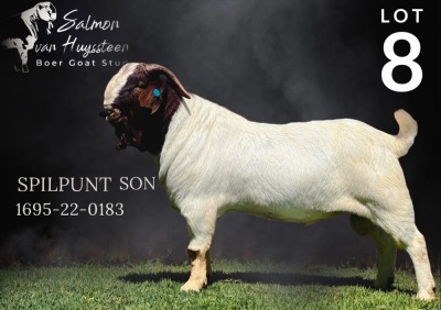 1X BOER GOAT STUD BUCK SALMON VAN HUYSSTEEN BOER GOAT STUD