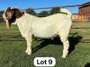 WITHDRAWN - 1X BOER GOAT BUCK SCHOONHEID BOERBOK STOET