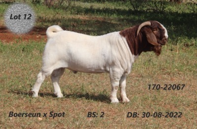 1X BOER GOAT FLOCK BUCK FOURIE BOERBOK STUD