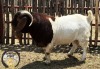 WITHDRAWN - 1X BOER GOAT BUCK VAN DER LINDE STOET