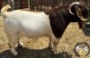 WITHDRAWN - 1X BOER GOAT BUCK VAN DER LINDE STOET - 2