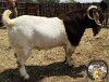 WITHDRAWN - 1X BOER GOAT BUCK VAN DER LINDE STOET - 4