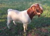 WITHDRAWN - 1X BOER GOAT BUCK HENRI PRETORIUS