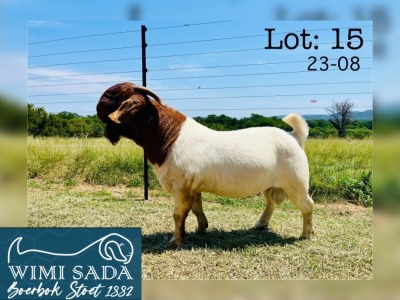 WITHDRAWN - 1X BOER GOAT BUCK WIMI SADA BOERBOKSTOET