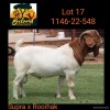 1X BOER GOAT FLOCK BUCK BOSLAND BOERDERY