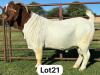 1X BOER GOAT STUD BUCK SCHOONHEID BOERBOK STOET