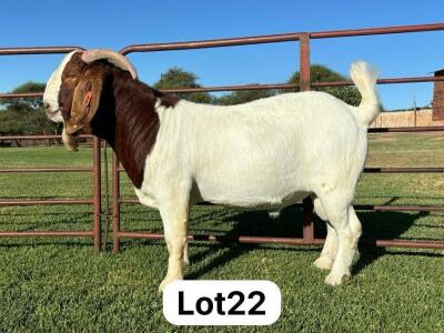 1X BOER GOAT FLOCK BUCK SCHOONHEID BOERBOK STOET