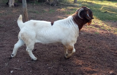 1X BOER GOAT FLOCK BUCK HENRI PRETORIUS