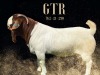 1X BOER GOAT PREGNANT STUD DOE SALMON VAN HUYSSTEEN BOER GOAT STUD - 3