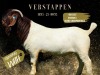 1X BOER GOAT PREGNANT STUD DOE SALMON VAN HUYSSTEEN BOER GOAT STUD - 4