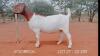 1X BOER GOAT PREGNANT FLOCK DOE VOORBOK