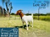 1X BOER GOAT FLOCK DOE WIMI SADA BOERBOKSTOET