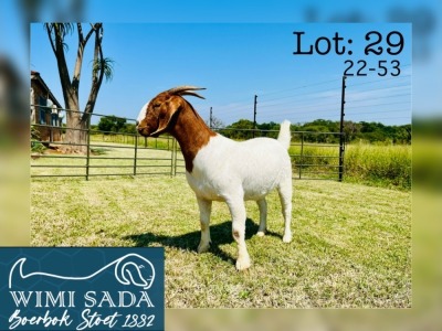 1X BOER GOAT FLOCK DOE WIMI SADA BOERBOKSTOET