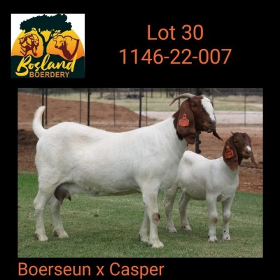 1X BOER GOAT FLOCK DOE BOSLAND BOERDERY