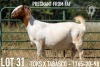 1+1X BOER GOAT STUD DOE KOATI BOER GOAT STUD