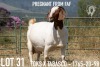 1+1X BOER GOAT STUD DOE KOATI BOER GOAT STUD - 2