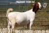 1+1X BOER GOAT STUD DOE KOATI BOER GOAT STUD - 3