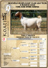 1+1X BOER GOAT STUD DOE KOATI BOER GOAT STUD - 5