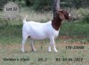 1X BOER GOAT PREGNANT STUD DOE FOURIE BOERBOK STUD