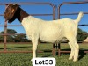 1X BOER GOAT PREGNANT FLOCK DOE SCHOONHEID BOERBOK STOET