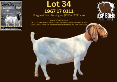 WITHDRAWN - 1X BOER GOAT DOE ESP BOERBOK STOET