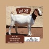 1X BOER GOAT PREGNANT FLOCK DOE JOHN BOTES BOERDERY