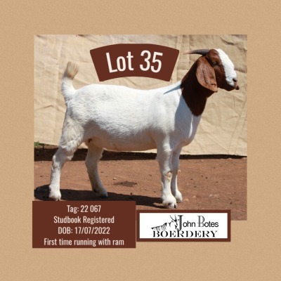 1X BOER GOAT PREGNANT FLOCK DOE JOHN BOTES BOERDERY