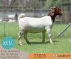 1X BOER GOAT FLOCK DOE LANGKLOOF BOERBOKSTOET