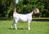 1X BOER GOAT PREGNANT FLOCK DOE AUCAMP BOERBOKSTOET - 2